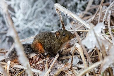 《鹅鸭杀》主创发文感谢中国玩家 游戏正在升级服务器